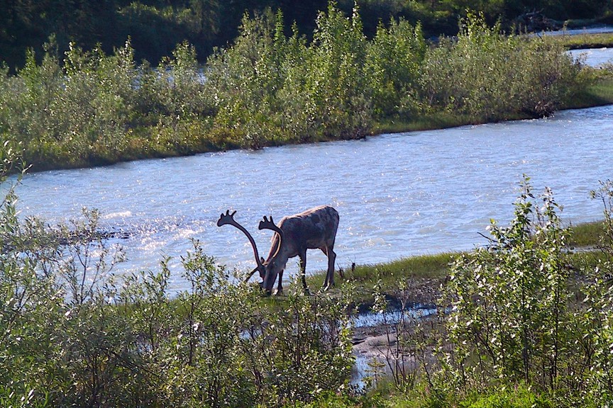 Expedition Alaska 2015: Meeting a Moose in Smithers, British Columbia –  Tales From the Mutiny